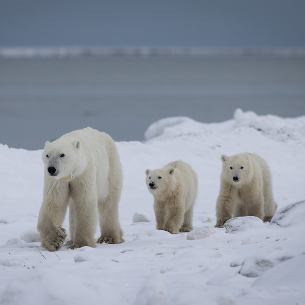 Eco-Adoptions