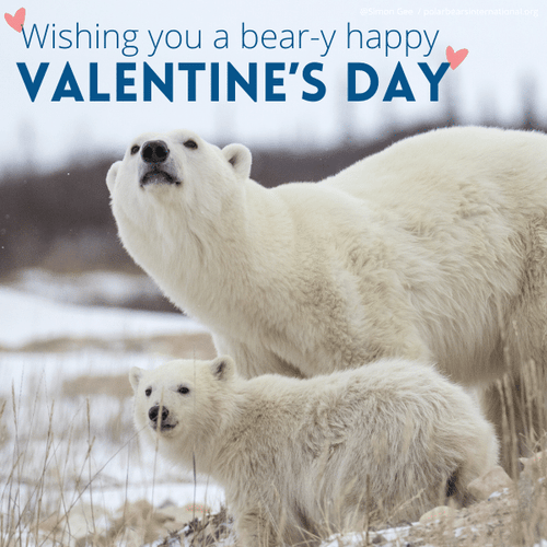"Bear-y Happy Valentine's Day" eCard image 0