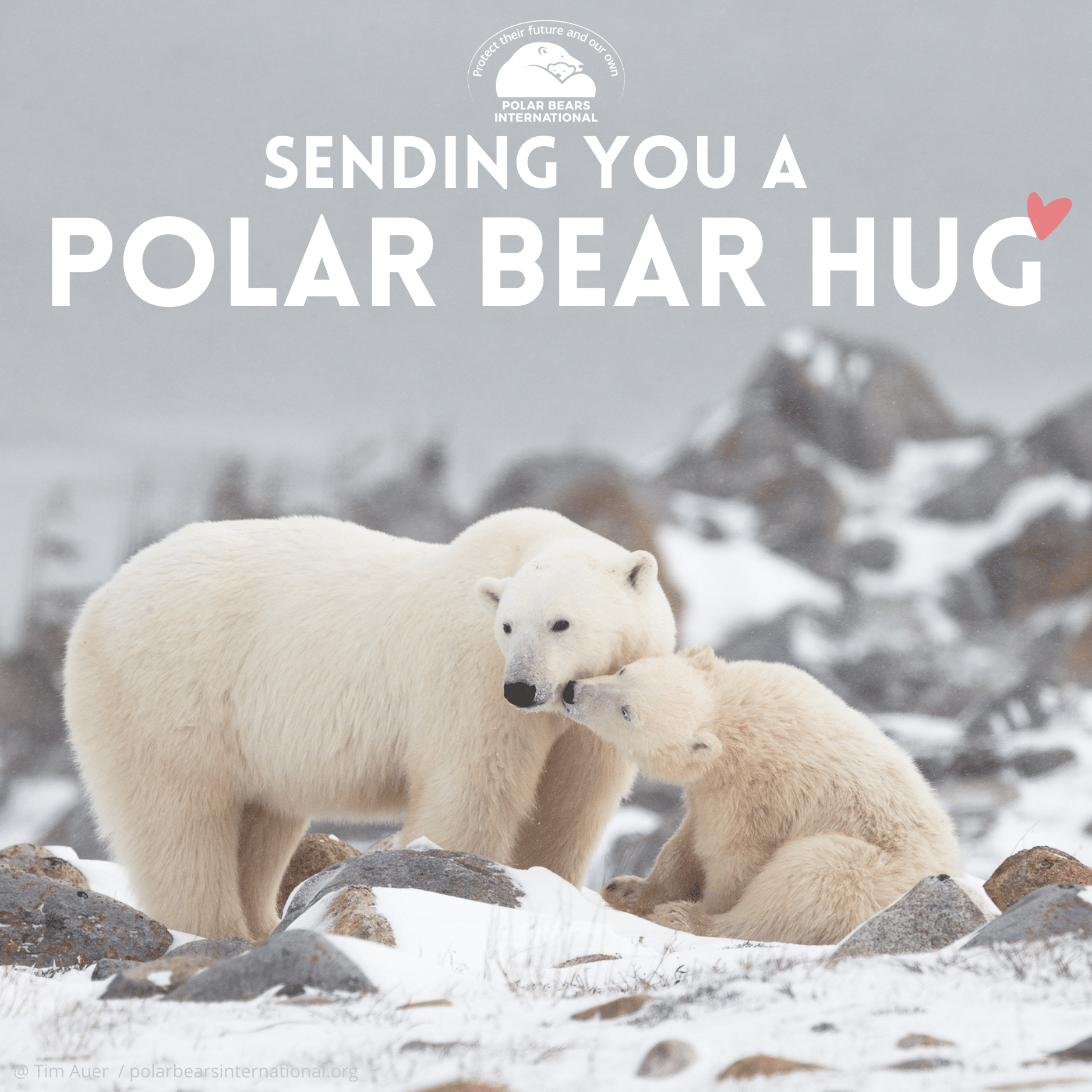 "Sending A Polar Bear Hug" eCard image 0