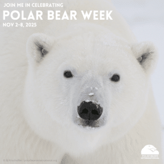 FREE Celebrate Polar Bear Week eCard