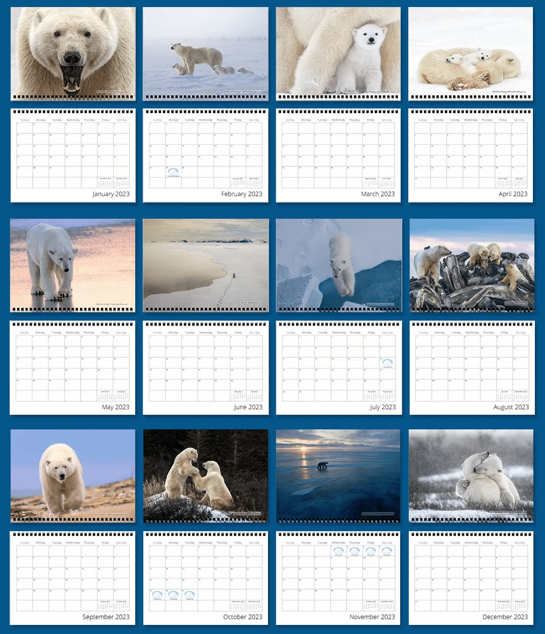 A Year with Polar Bears 2023 Calendar (U.S. and Canada Only) - PBI Shop