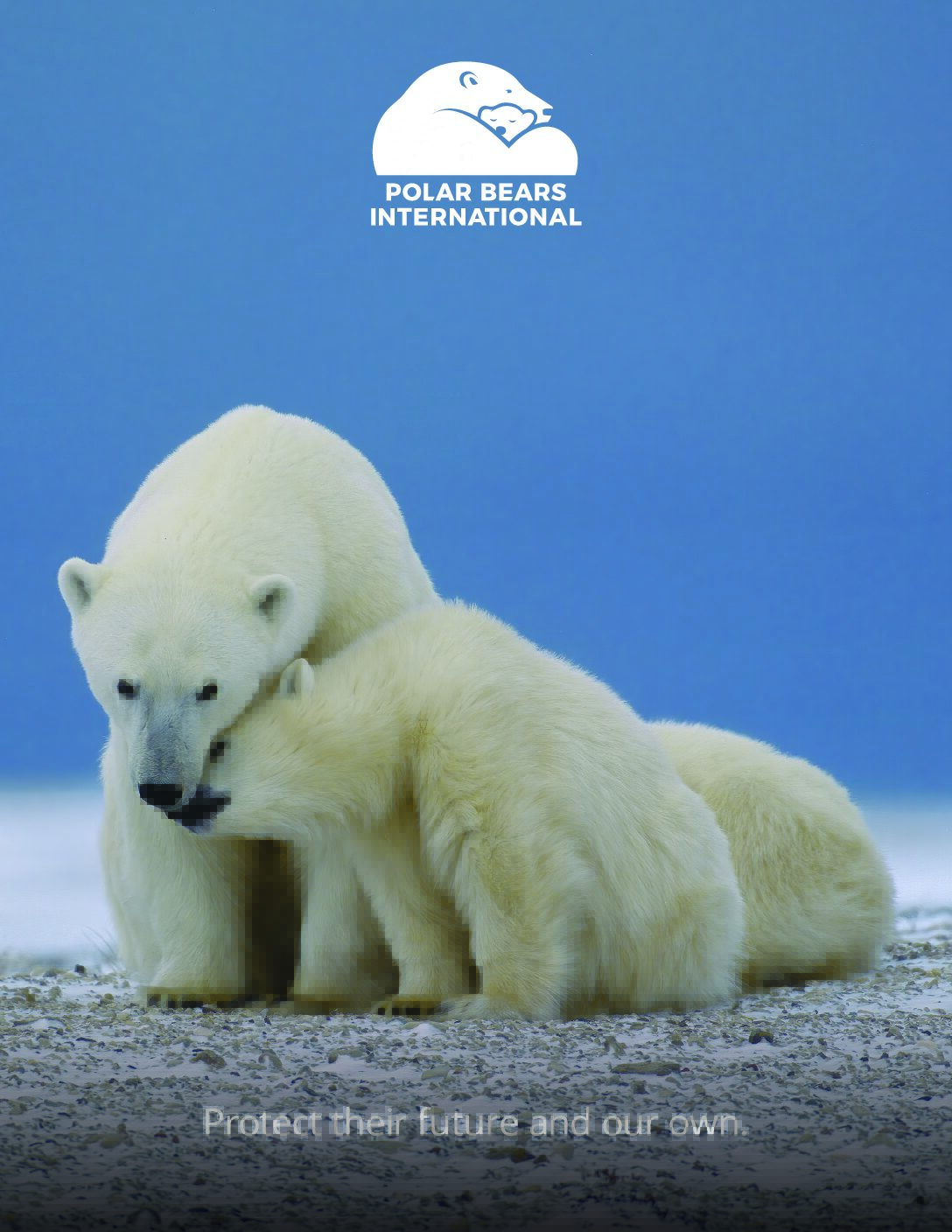 Polar Bears International Annual Newsmagazine - V. 2025-2026